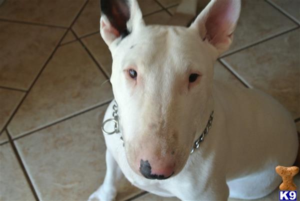 Miniature Bull Terrier dog